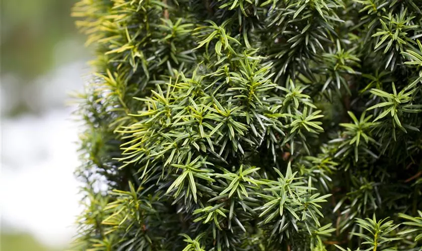 Taxus x media 'Stricta Viridis'