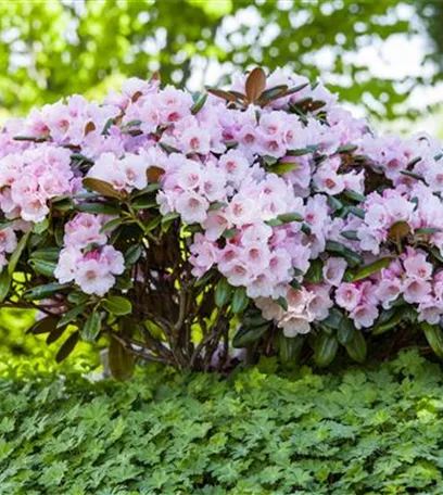 Der Rhododendron – der Strauch mit den prächtigen Blüten