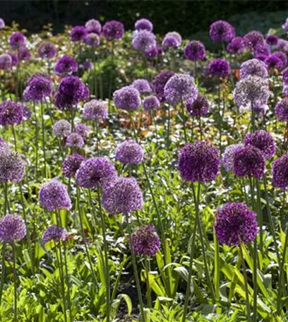 Blumenzwiebeln pflanzen im Garten