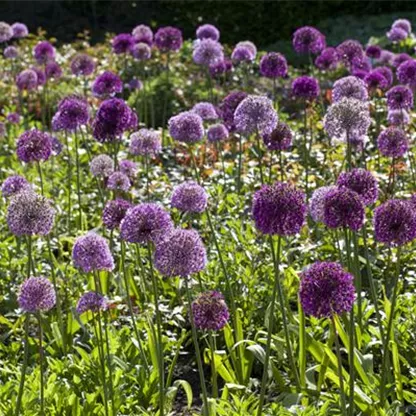 Sommerurlaub für Blumenzwiebeln und Knollen