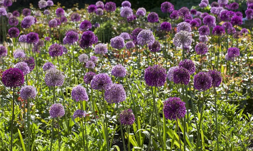 Allium giganteum