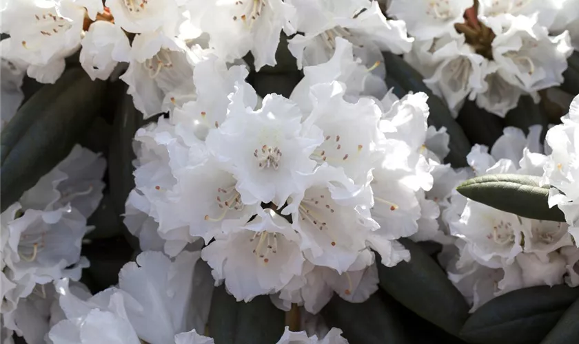 Yaku-Rhododendron 'Falling Snow'