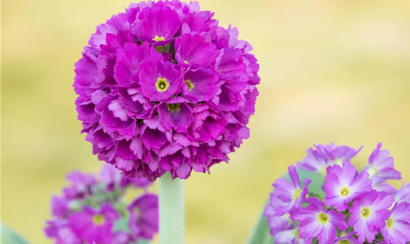 Primula denticulata 'Rubin'