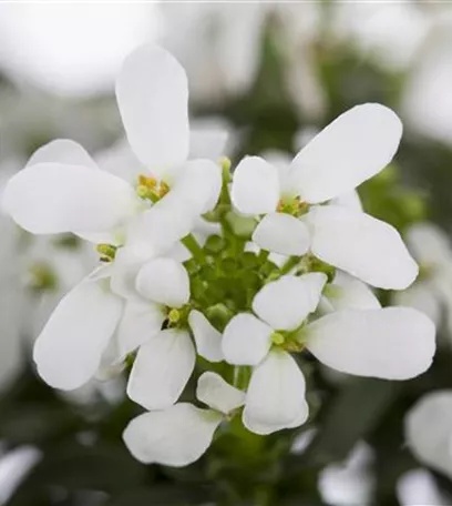 Die Schleifenblume – ein wahres Mauerblümchen