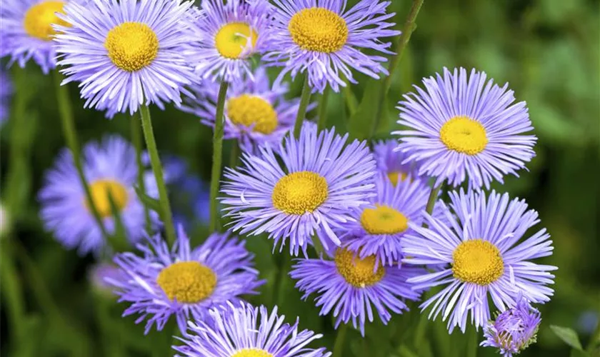 Kissen-Aster