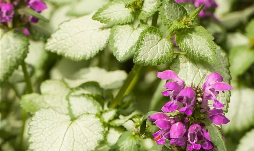 Lamium maculatum, rosa