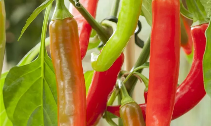 Capsicum annuum Pick a Hot®