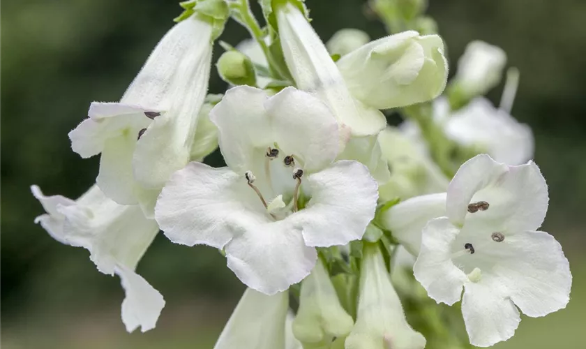 Penstemon digitalis