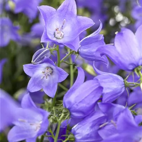 Campanula 'Mary Mee'®