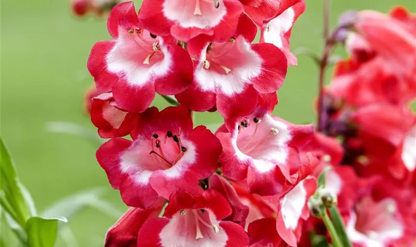 Penstemon hartwegii 'Picotee Red'