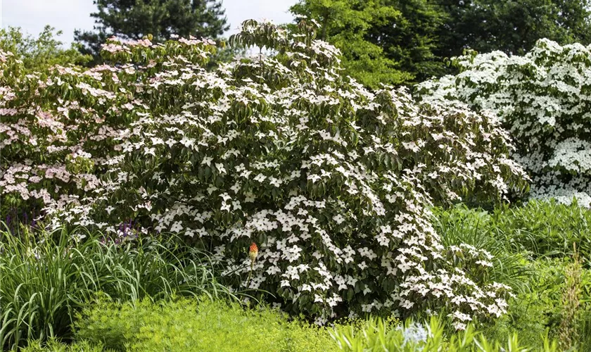 Cornus kousa 'Cappuccino'®