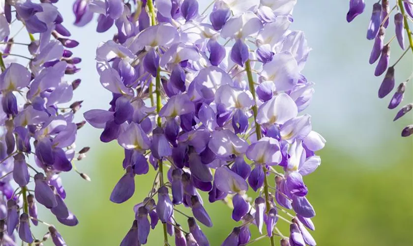 Wisteria sinensis