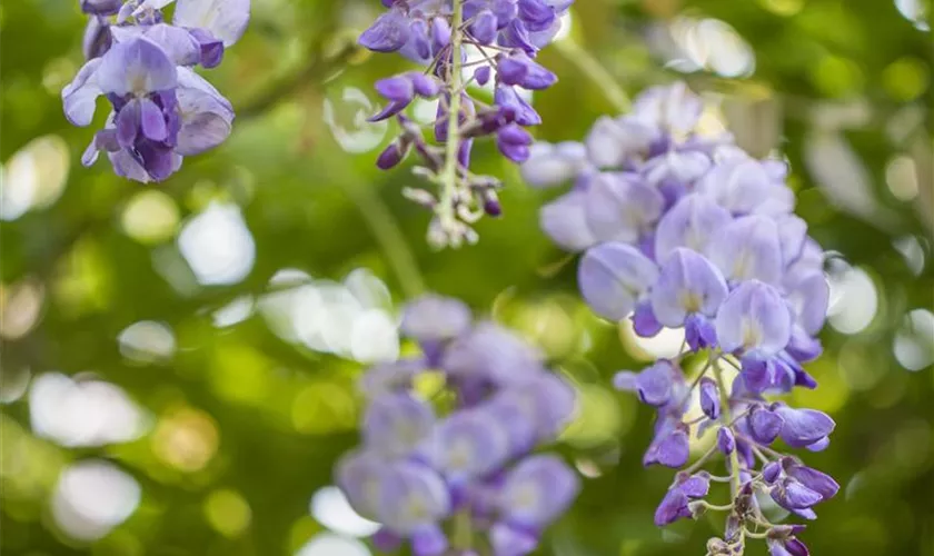 Wisteria brachybotrys 'Okayama'