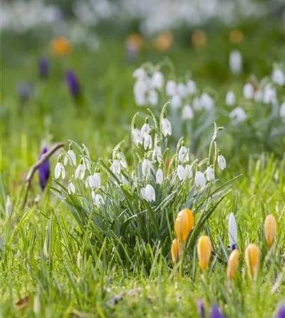 Schneeglöckchen pflanzen – Frühlingsboten im Garten