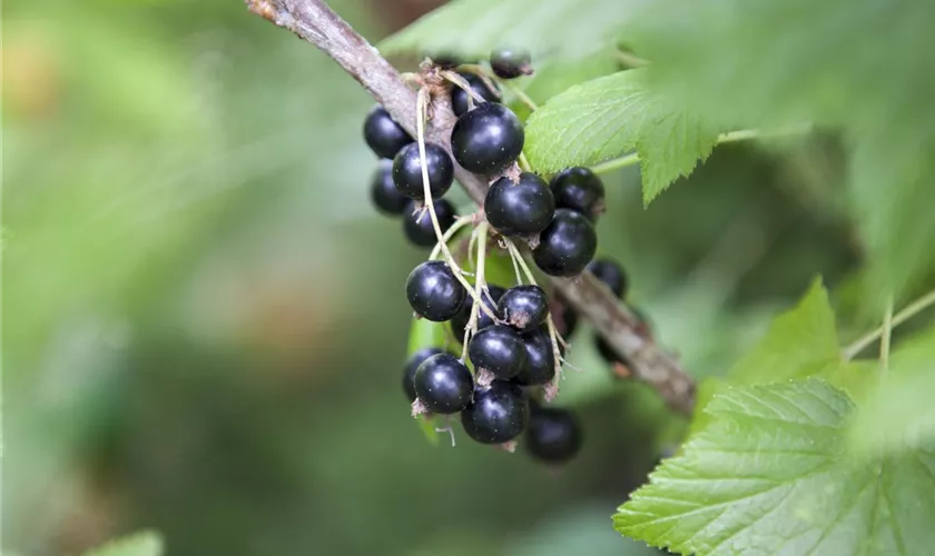 Ribes nigrum 'Ben Sarek'