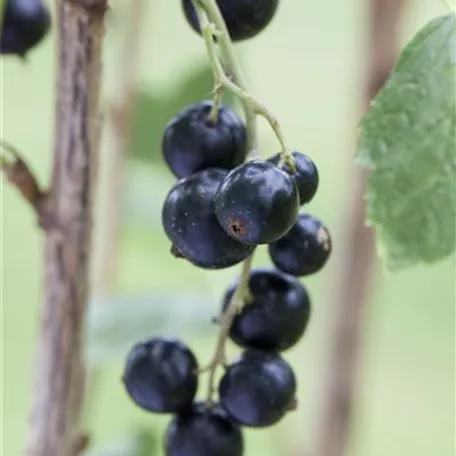 Ribes nigrum