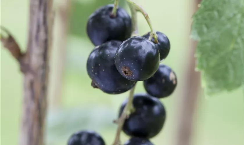 Ribes nigrum 'Andega'