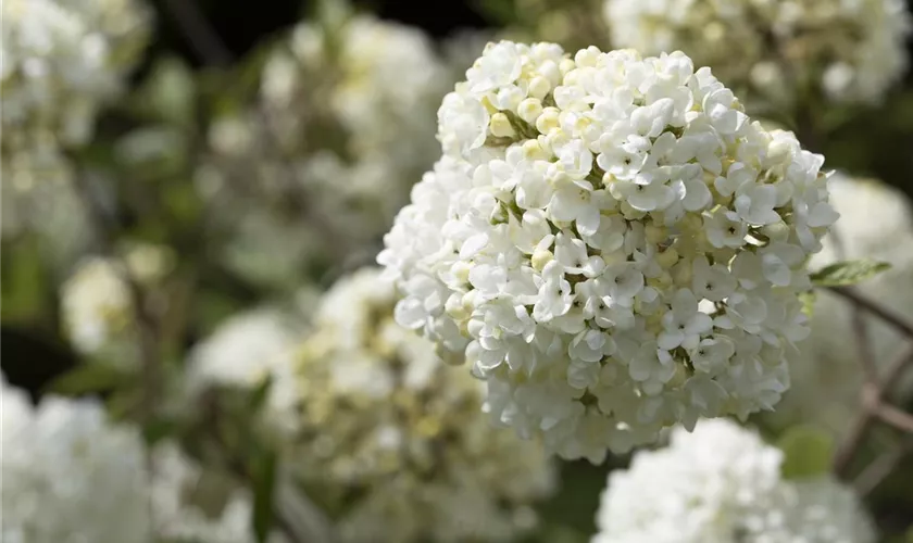 Viburnum 'Eskimo'