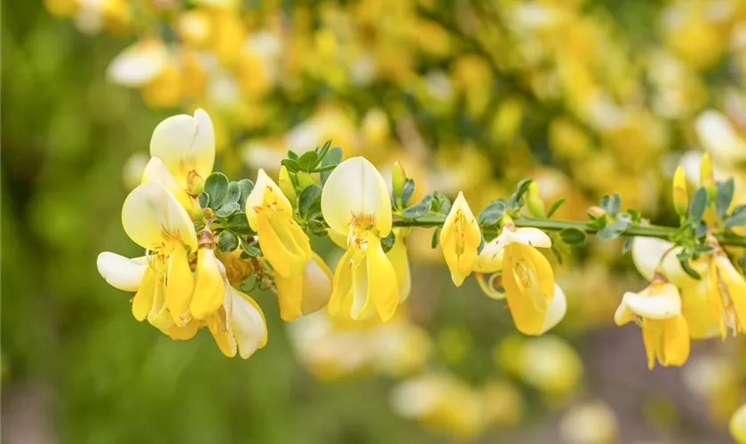 Cytisus x kewensis 'Niki'