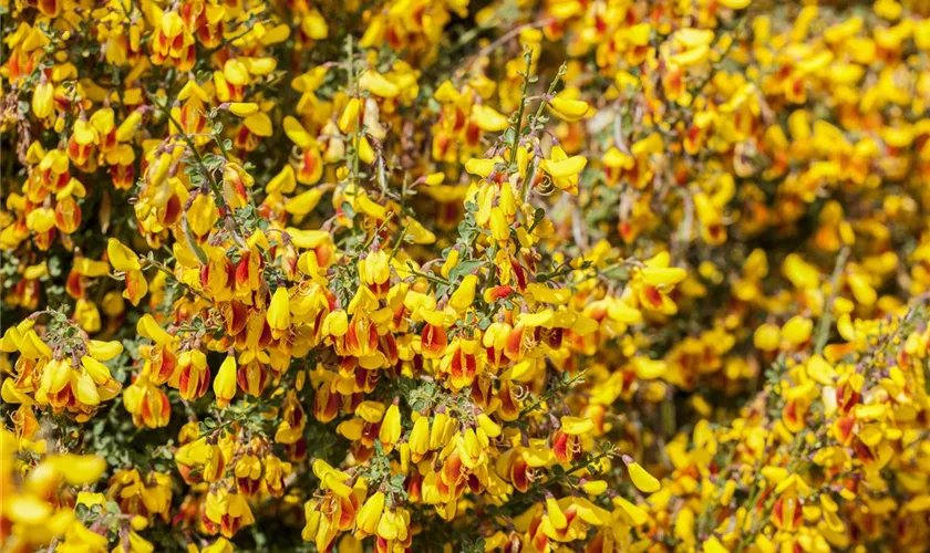 Cytisus scoparius 'Queen Mary'