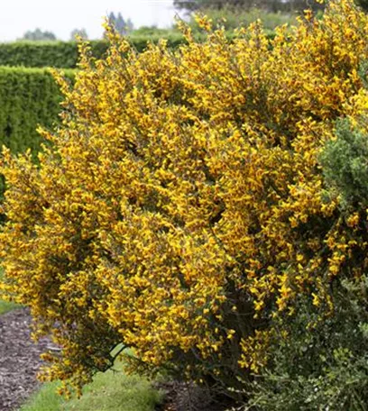 Ganz schön wild – Wildgehölze im Garten