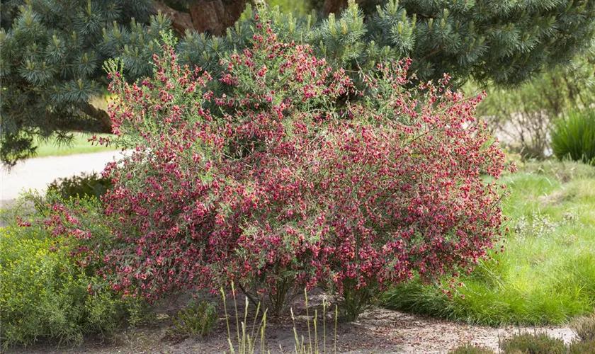 Cytisus scoparius 'Windlesham Ruby'