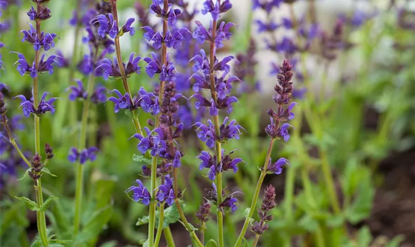 Salvia nemorosa 'Ostfriesland'