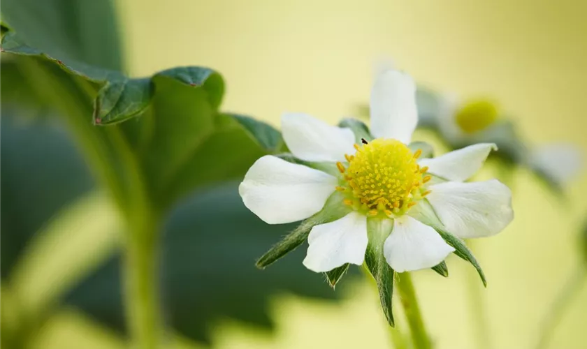 Fragaria x ananassa 'Elan'