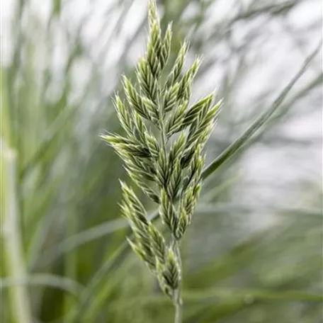 Festuca glauca