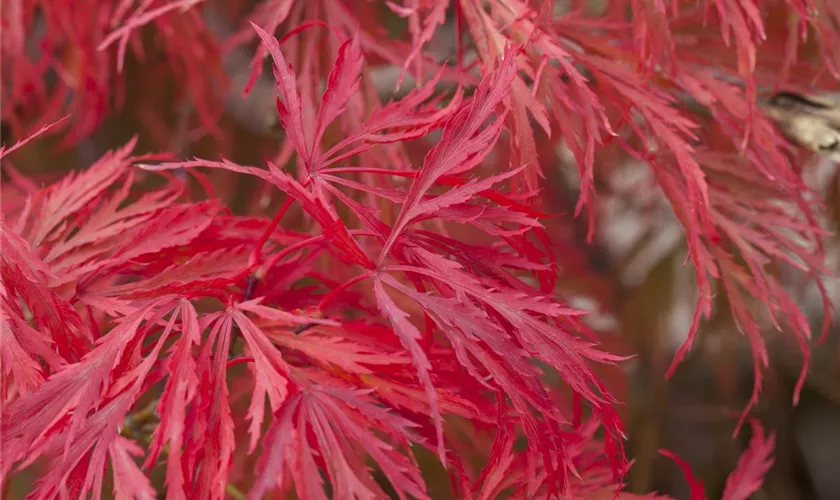 Fächerahorn 'Crimson Princess'