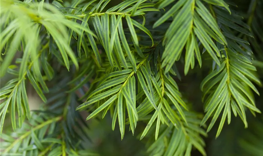 Taxus baccata 'Aurea'