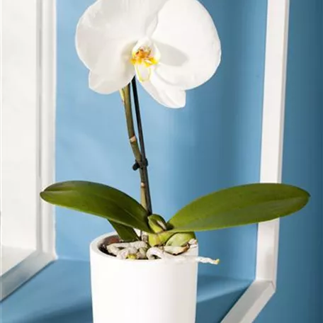 Phalaenopsis 'Singolo'®