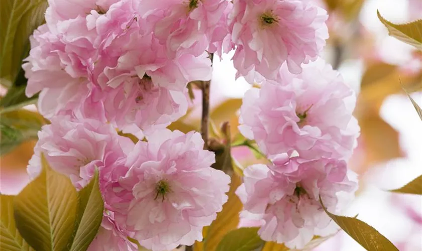 Prunus serrulata 'Pink Perfection'