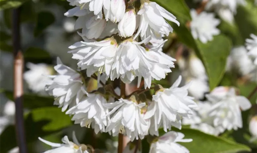 Deutzia magnifica