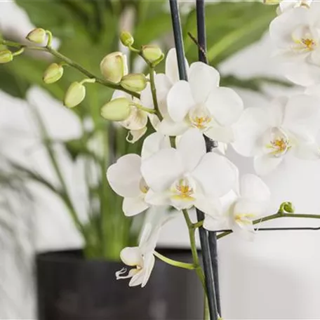 Phalaenopsis 'Tropic Snowball'