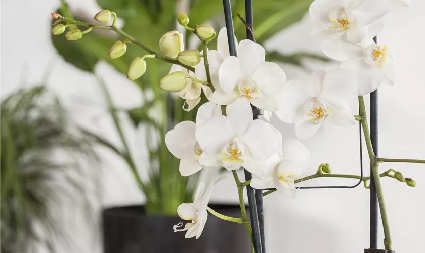 Schmetterlingorchidee 'Tropic Snowball'