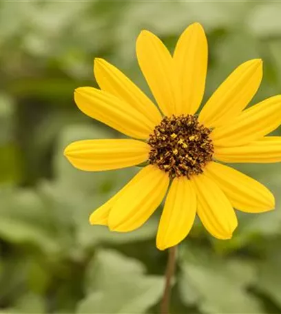 Mit einjährigen Pflanzen den Garten bunter machen