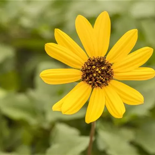 Mit einjährigen Pflanzen den Garten bunter machen