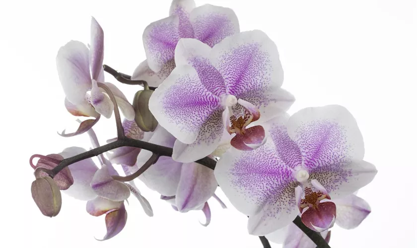 Phalaenopsis 'Amsterdam'