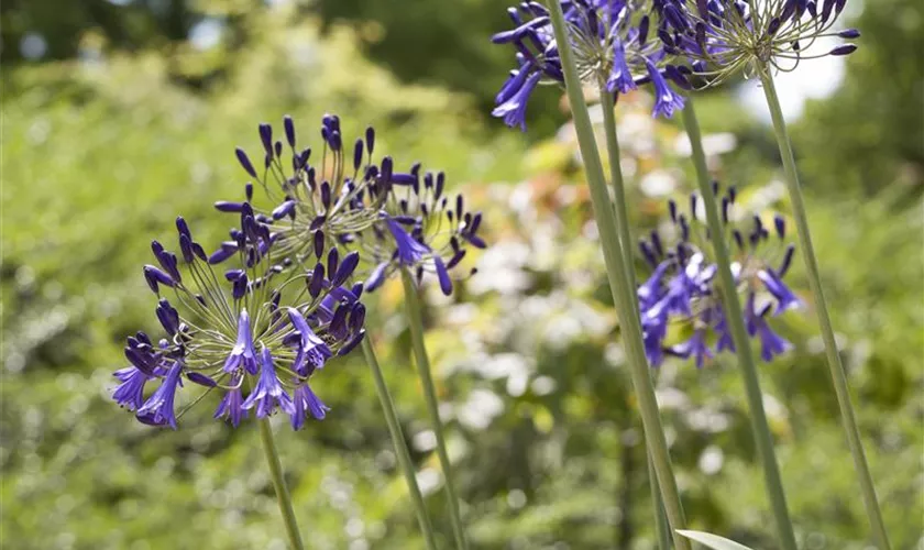 Agapanthus hybride 'Purple Cloud'