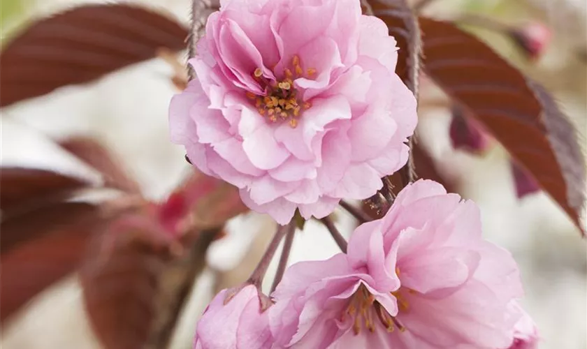 Prunus serrulata 'Royal Burgundy'®