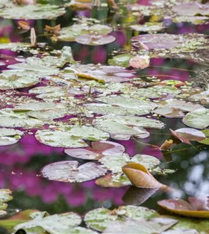 Gartenteich easy going - so klappt's