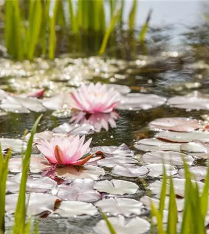 Gartenteich anlegen