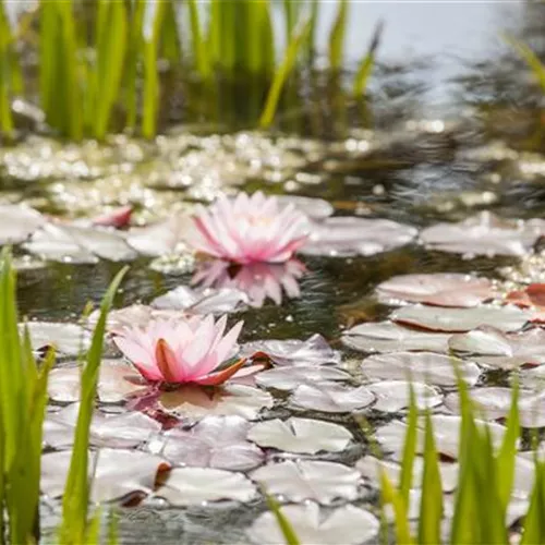 Gartenteich anlegen