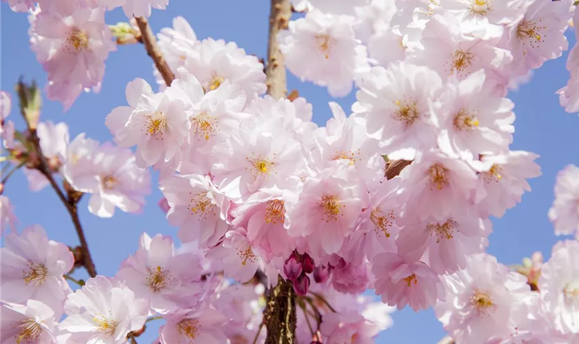 Prunus serrulata