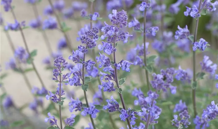 Nepeta x faassenii 'Alba'