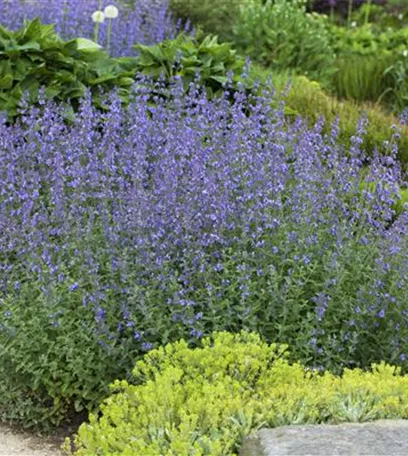 Gartenbesitzer und Katze – wie beide glücklich werden