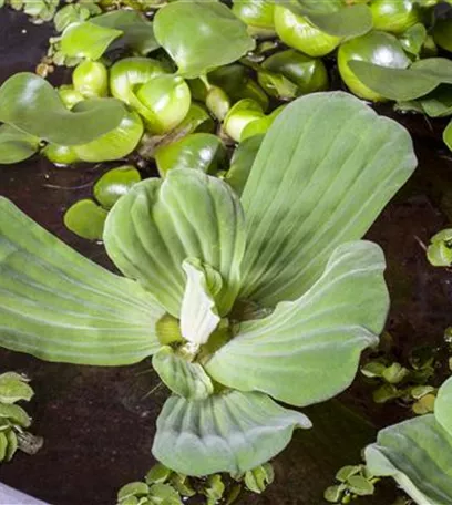 Der Mini-Teich – kleiner Teich ganz groß