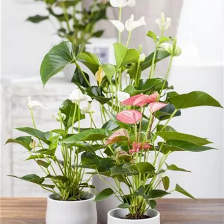 Anthurium 'Love'