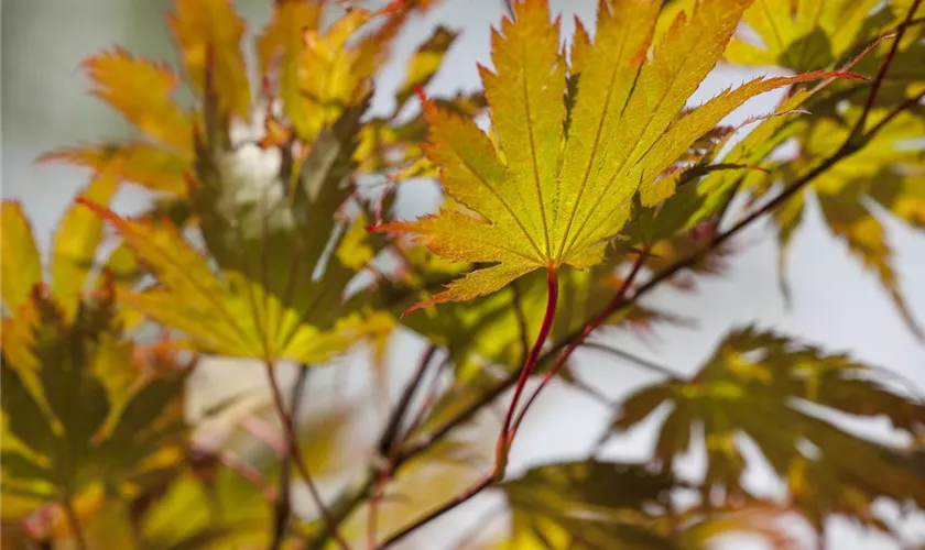 Acer palmatum 'Red Dragon'